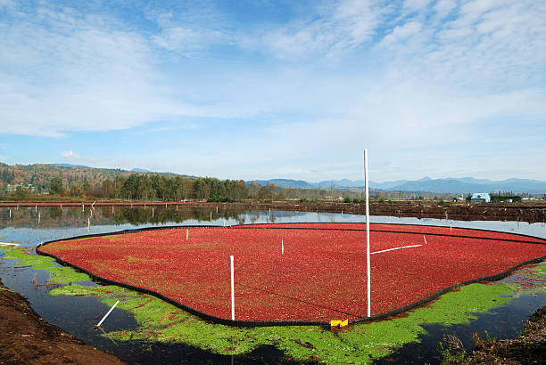 istock cranberry bog in harvesting season 179303318