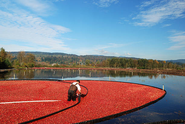 A male farmer at work harvesting cranberries stock photo