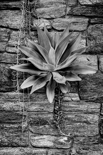 Agave on wall