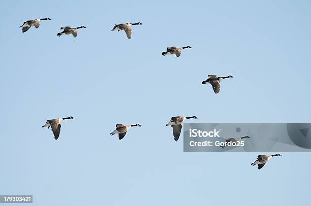 Flock Der Gänse Stockfoto und mehr Bilder von Anmut - Anmut, Feder, Fliegen