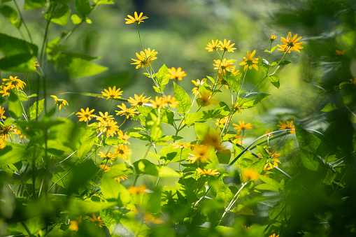 Daisy in Summer garden