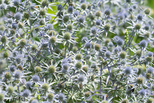 Blue Eryngo