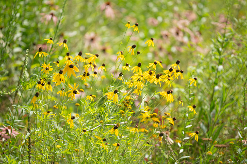 Upright prairie coneflower