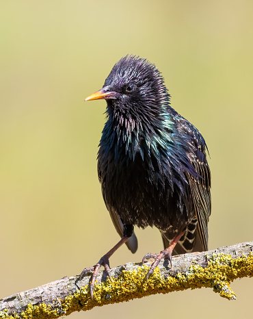 Common starling, Sturnus vulgaris. A bird sits on a beautiful branch, ruffling its feathers