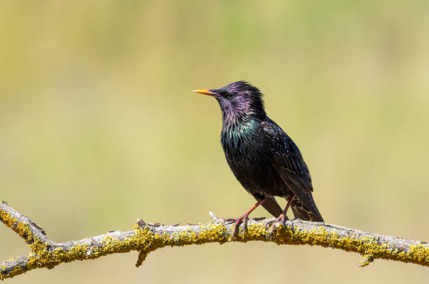 istock Common starling, Sturnus vulgaris. A bird sits on a thin branch on a beautiful background 1793034711