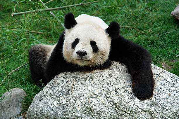 The Giant Panda Panda Bear at Vienna Zoo cerne abbas giant stock pictures, royalty-free photos & images