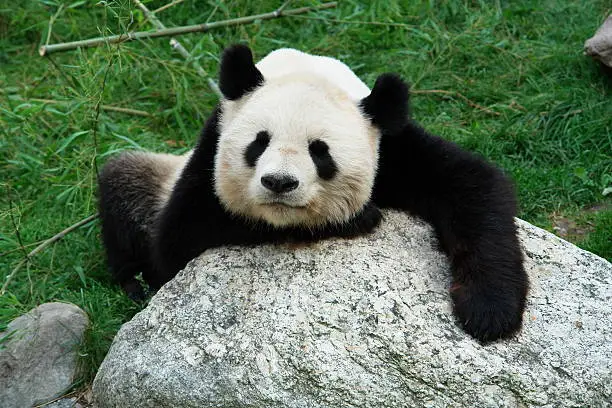 Panda Bear at Vienna Zoo
