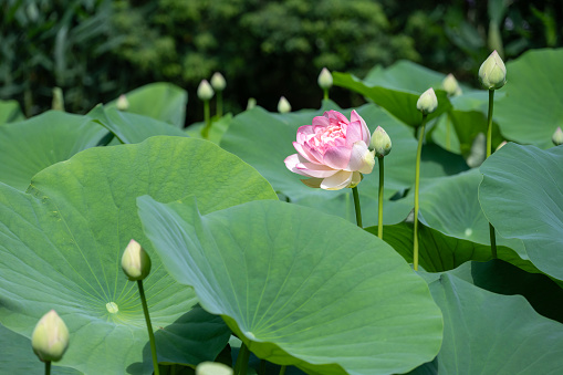 Brightly colored water lotus floating on a still pond