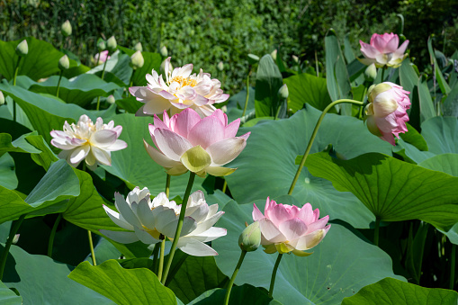 Lotus floating on water with glitter sparkle light and soft blur bokeh reflection on panorama background, Lotus flower is a symbol of purity in Buddhism.