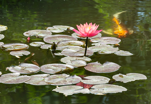 Fish in waterlily pond