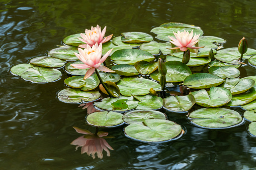 Water lily. Nymphaea Alba. Water flowers. Reflection. Lake.