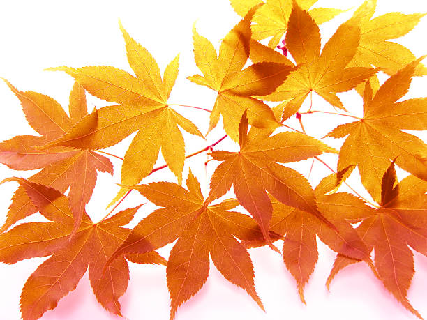istock Autumn  leaves of japanese maple 179303679
