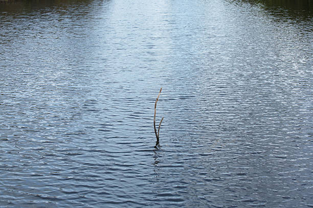 istock Dead tree branch in the middle of flowing water 179303868