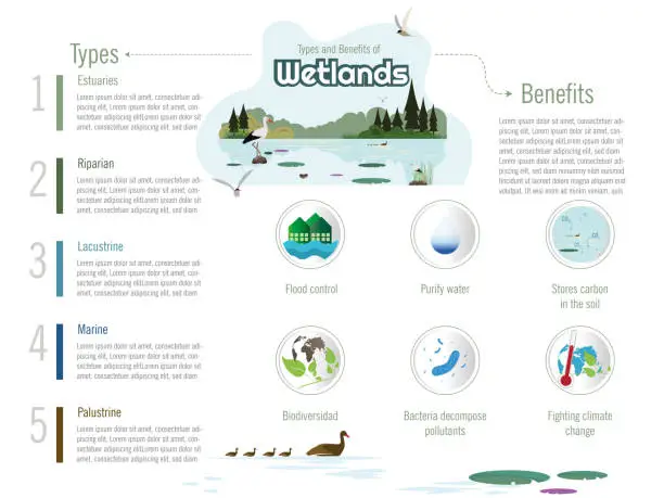 Vector illustration of Infographic of the types and benefits of wetlands.