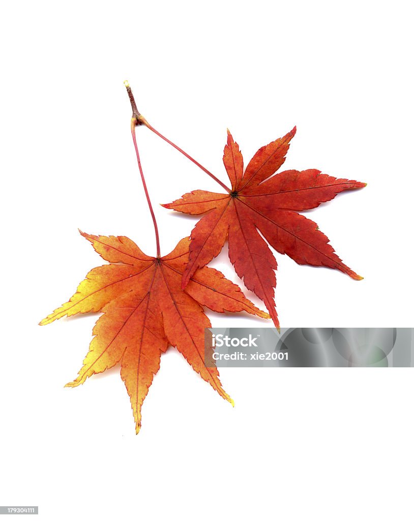 Autunno Foglie di acero giapponese - Foto stock royalty-free di Foglia rossa