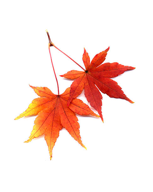 Autumn leaves of japanese maple