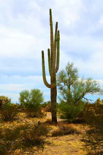 The Sonora desert in central Arizona USA with an old saguaro and cholla cactus