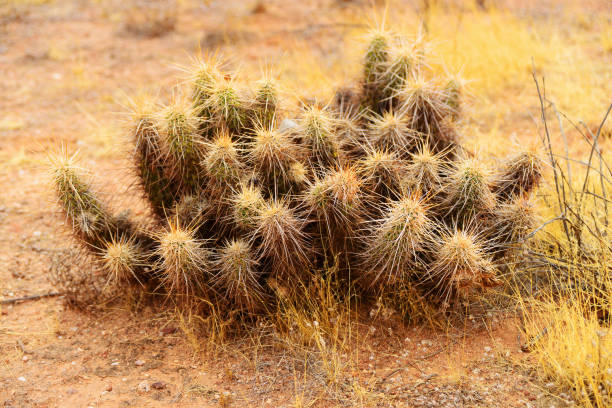 cactus hedge hog - desert cactus flower hedgehog cactus photos et images de collection