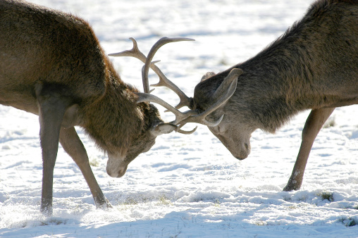 Two stags lock antlers.