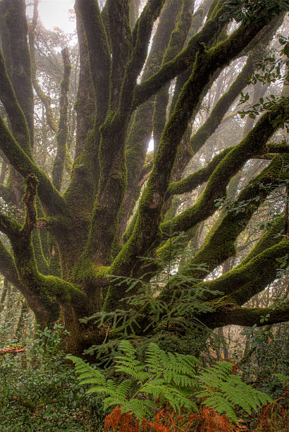 hdr 写真の古い木の森 - forest sunbeam tree light ストックフォトと画像