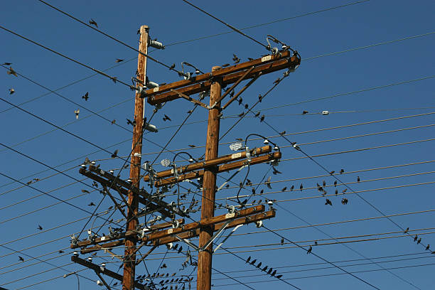 Bird on a Wire stock photo