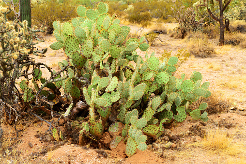 Large and widespread green prickly pear cactus