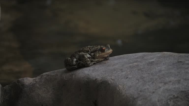 Toad Resting on a Rock with Flowing River Background