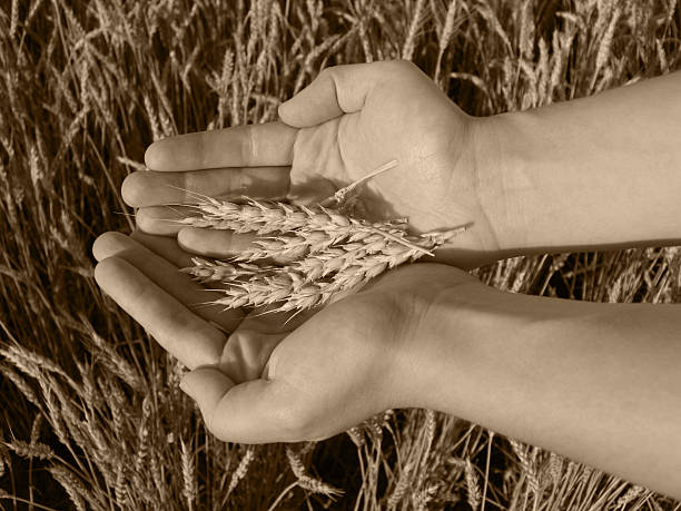 Sepia Weizen In der Hand – Foto