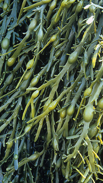 algas bladderwrack ascophyllum nodoso - sales growth fotografías e imágenes de stock