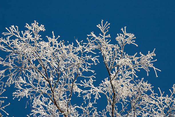 istock Treetop with white frost 179304471