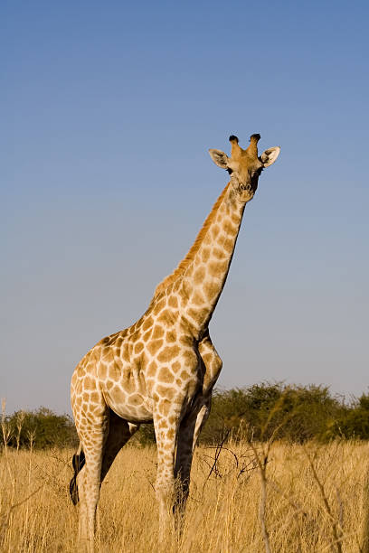 Giraffa camelopardalis, Giraffes stock photo