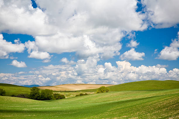 Palouse Hills with Clouds stock photo