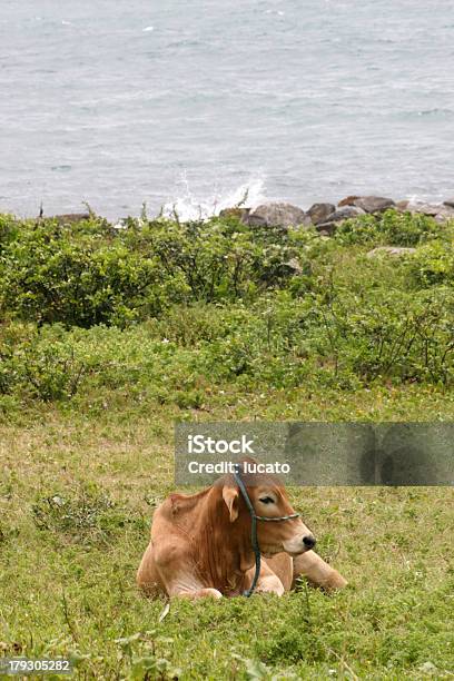 Vacca A Riposo - Fotografie stock e altre immagini di Animale - Animale, Banteng, Bestiame