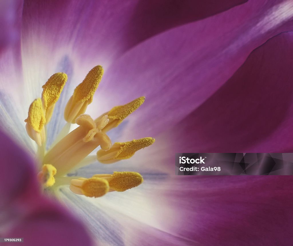 Corazón de tulipanes - Foto de stock de Abierto libre de derechos