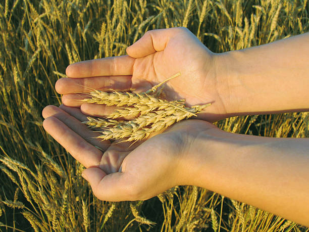 Weizen In die Hand – Foto