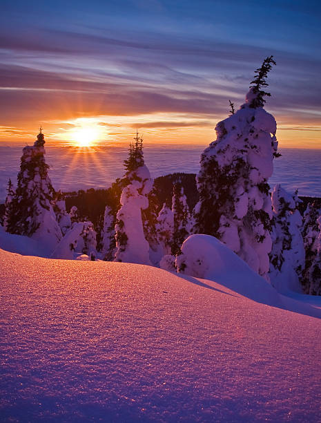 tramonto monte spokane - vertical forest national forest woods foto e immagini stock