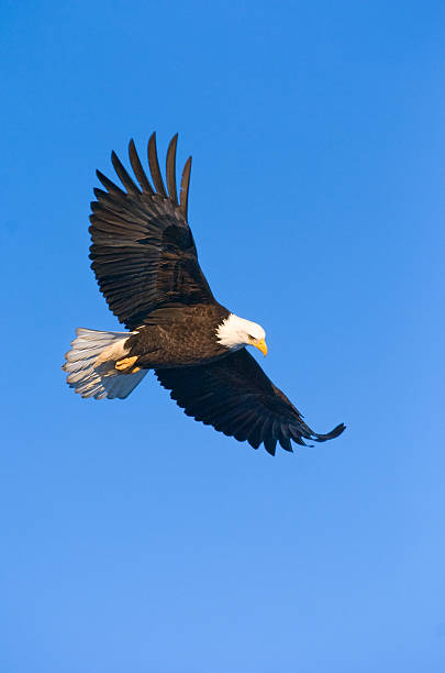 istock american bald eagle in flight against blue alaskan sky 179305593