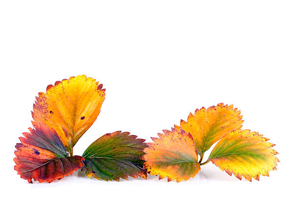 colorful strawberry leaves in winter isolated on whiteMy similar images: