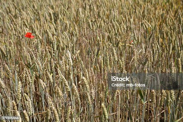 Solitario In Un Campo Di Grano Papavero - Fotografie stock e altre immagini di Agricoltura - Agricoltura, Cereale, Composizione orizzontale