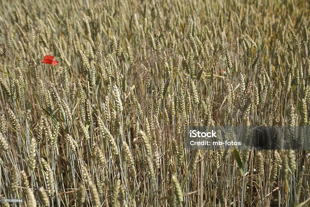 Lonely papoula no campo de trigo - Foto de stock de Agricultura royalty-free