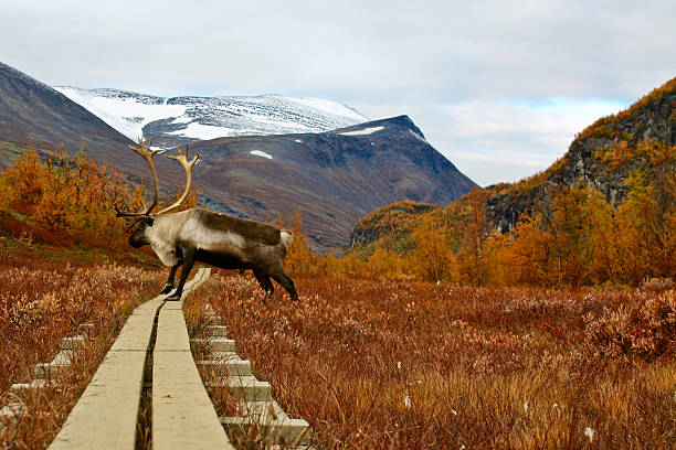 Kungsleden Rendier em - foto de acervo