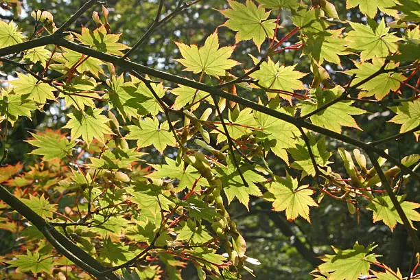 The sun is shining on the leaves of a mapletree