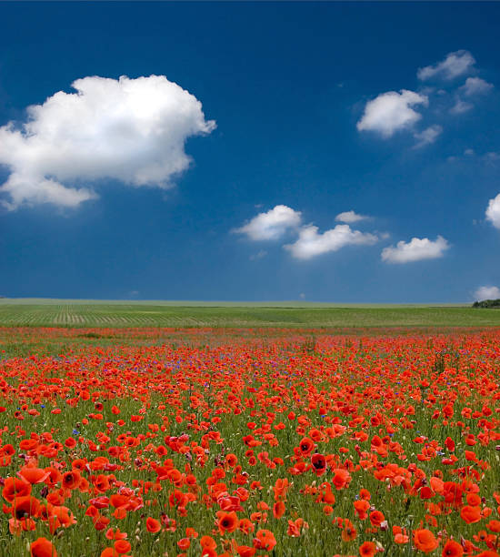 istock Field of poppies 179306047