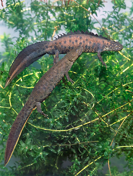 istock Breeding of Great Crested Newt 179306207