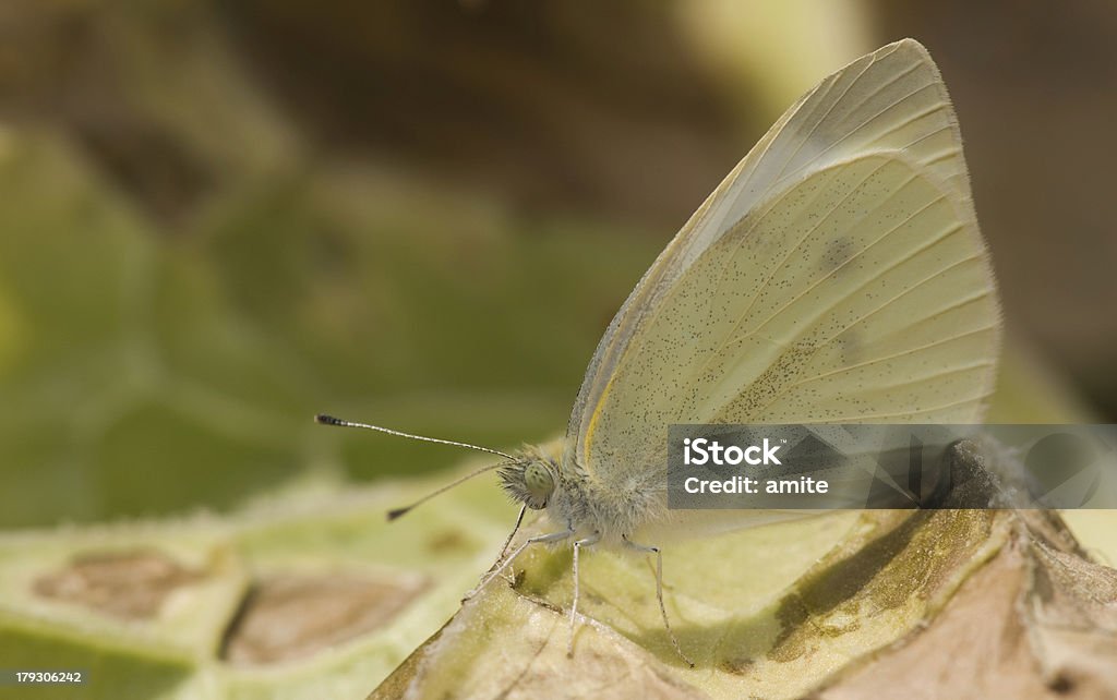 Borboleta branca - Royalty-free Animal Foto de stock