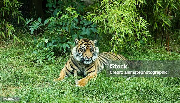 Tigre Real De Sumatra Foto de stock y más banco de imágenes de Agacharse - Agacharse, Animal, Bambú - Familia de la Hierba