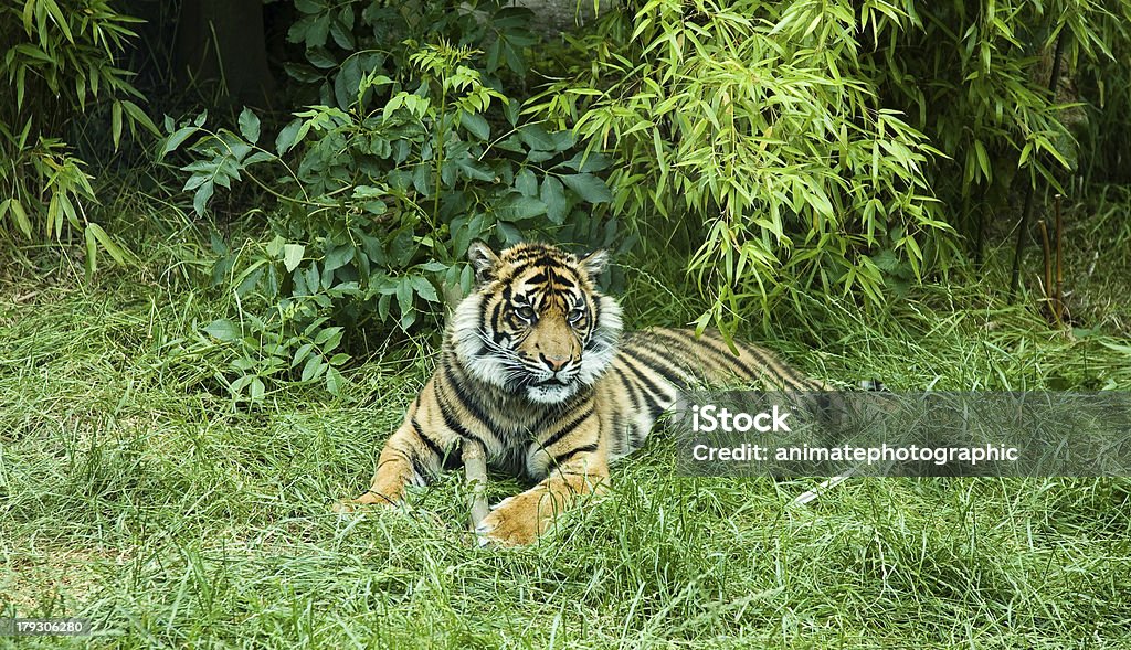 Tigre royal de Sumatra - Photo de Accroupi libre de droits