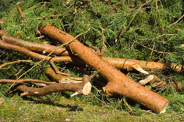 tempestade demage - silviculture imagens e fotografias de stock