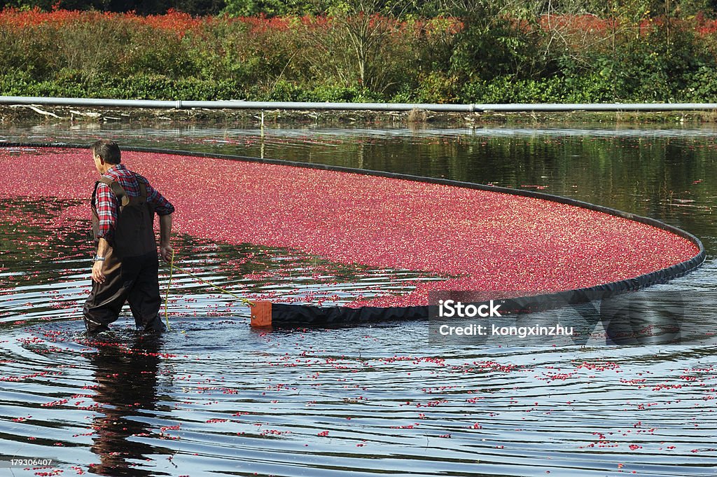 farmer harvesting cranberries farmer harvesting cranberries in bog Agriculture Stock Photo