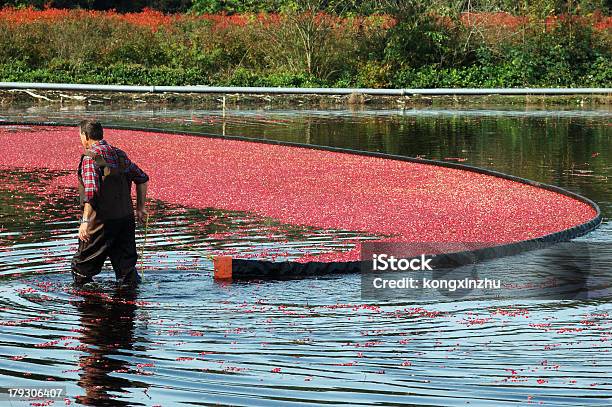 Farmer Harvesting Cranberries Stock Photo - Download Image Now - Agriculture, Autumn, Backgrounds